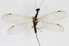 Dichrostigma flavipes