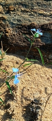 Commelina madagascarica