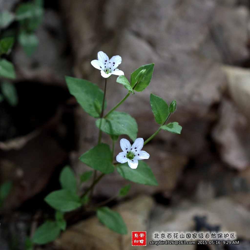 Pseudostellaria japonica