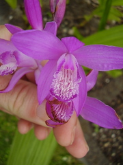 Bletilla striata