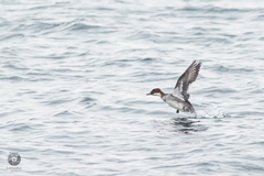 Mergellus albellus