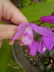 Bletilla striata