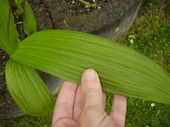 Bletilla striata
