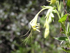 Lithospermum exsertum