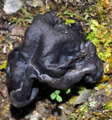 Helvella juniperi