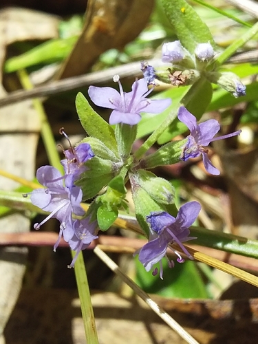 Image of Mentha diemenica by no rights reserved