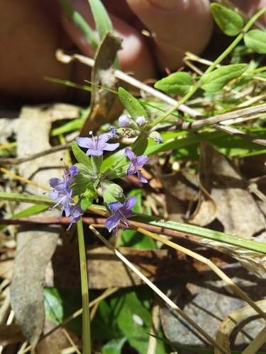 Image of Mentha diemenica by no rights reserved