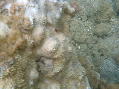 Montipora capitata