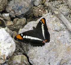 Adelpha bredowii