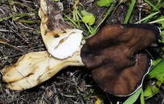 Helvella monachella