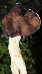 Helvella monachella