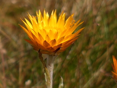 Xerochrysum subundulatum