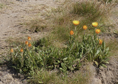Xerochrysum subundulatum