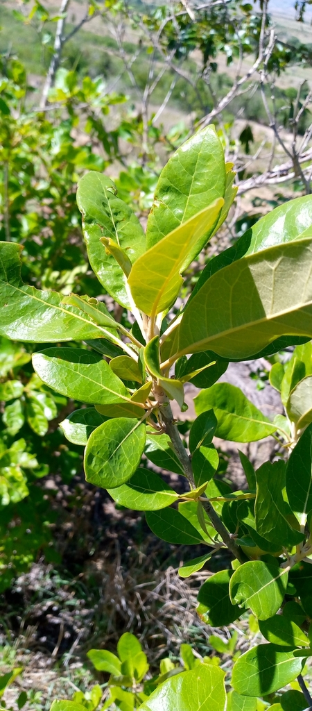 Brachylaena perrieri