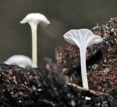 Hemimycena ignobilis