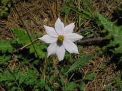 Cosmos diversifolius