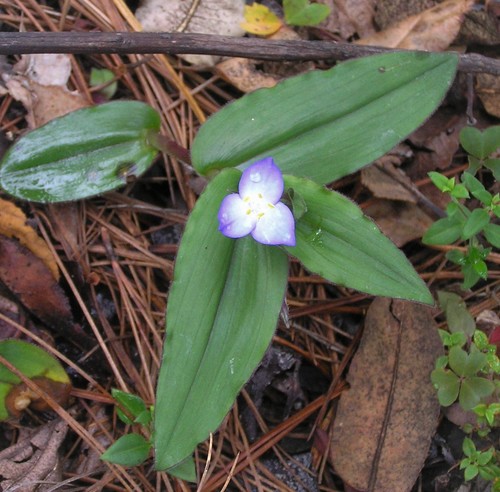 Matudanthus nanus (Matudanthus nanus)