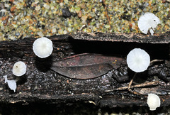 Hemimycena ignobilis