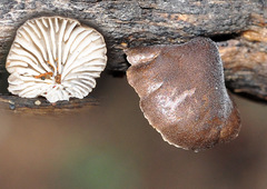 Hohenbuehelia cyphelliformis