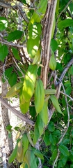 Dioscorea soso