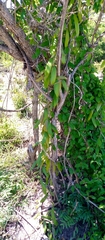 Dioscorea soso