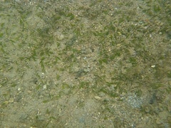 Halophila
