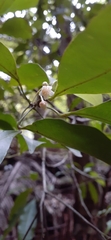 Fontainea australis