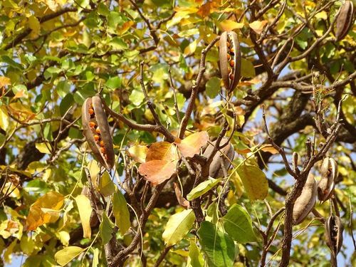 African mahogany