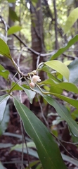 Fontainea australis
