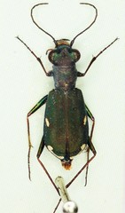 Cylindera germanica