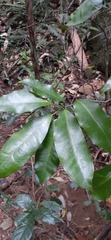 Fontainea australis