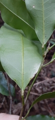 Fontainea australis