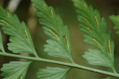 Asplenium cuneatiforme