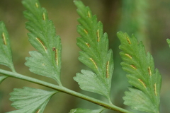 Asplenium cuneatiforme