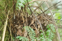 Asplenium cuneatiforme