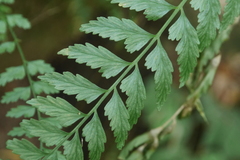 Asplenium cuneatiforme