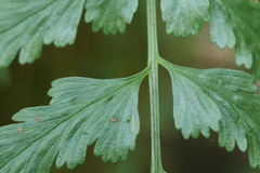Asplenium cuneatiforme