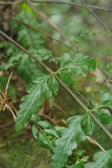Asplenium cuneatiforme