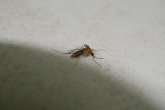 Culex pipiens molestus