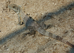 Ctenosaura similis
