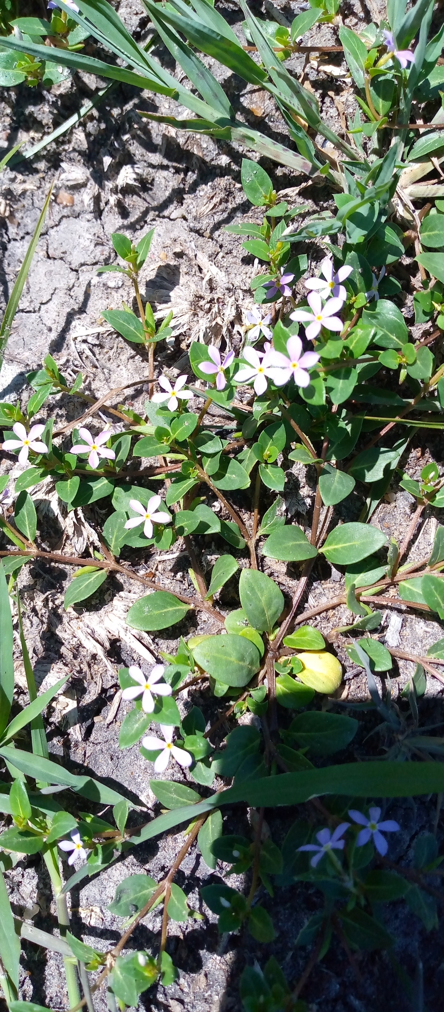 Catharanthus scitulus (Pichon) Pichon
