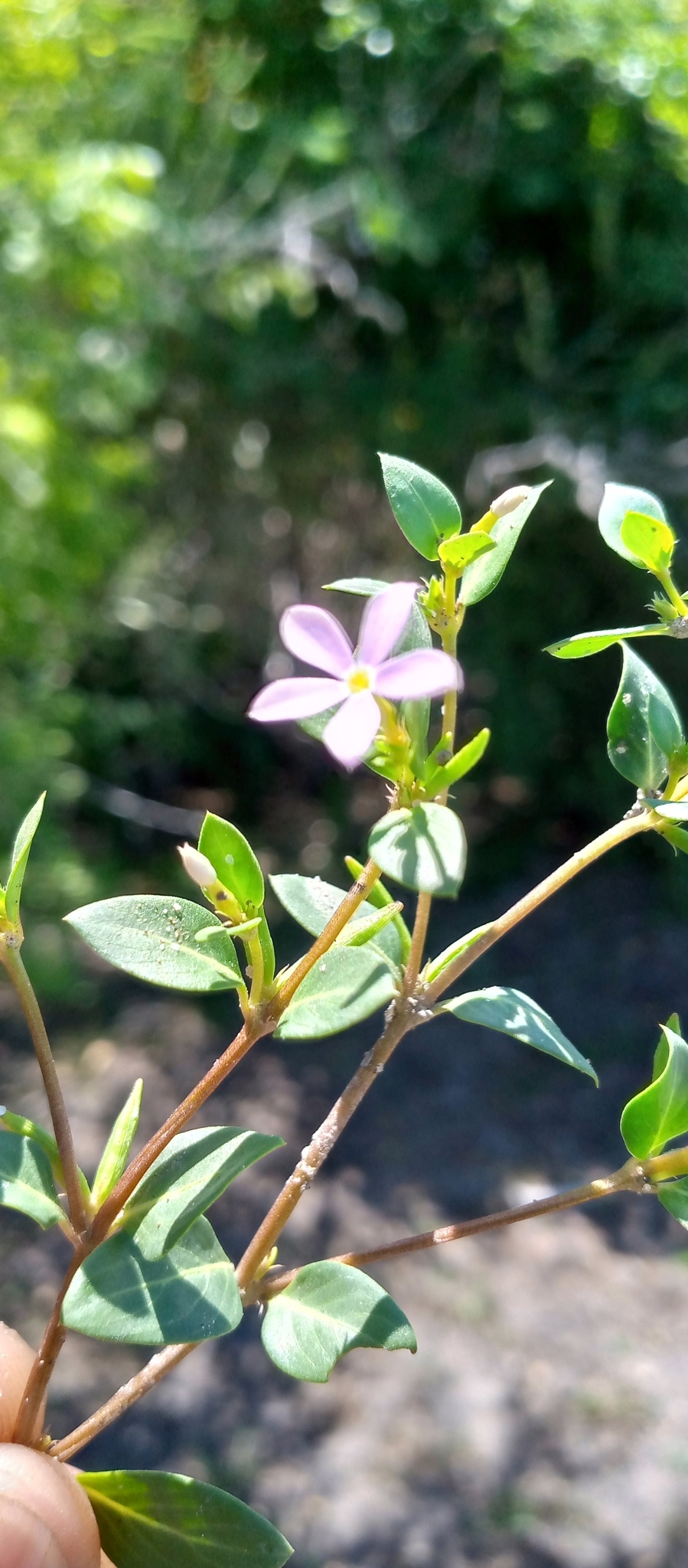 Catharanthus scitulus (Pichon) Pichon 4