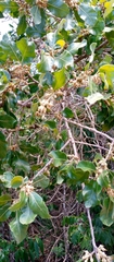 Capurodendron