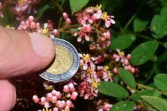 Heteropterys palmeri