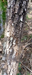 Capurodendron