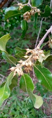 Capurodendron