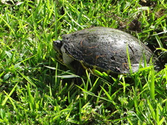 Trachemys venusta iversoni