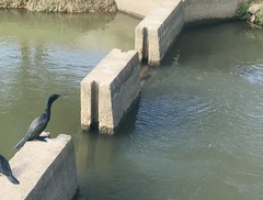 Phalacrocorax fuscicollis