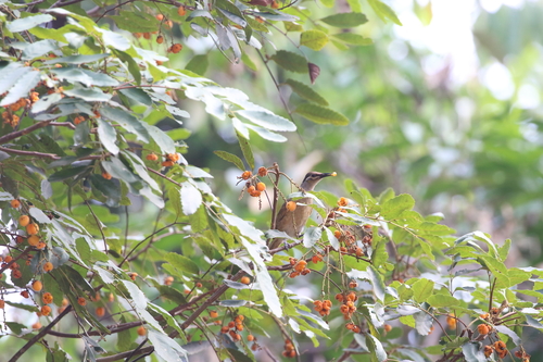 Image of Brown Tuckeroo (Cupaniopsis flagelliformis) by no rights reserved