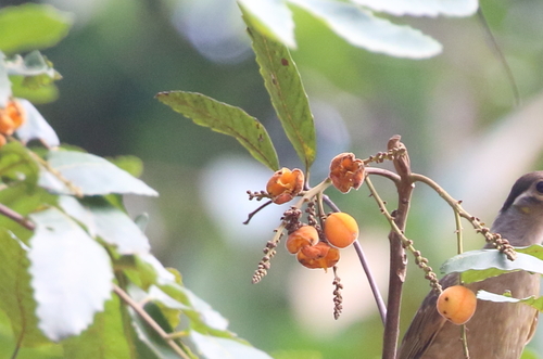 Image of Brown Tuckeroo (Cupaniopsis flagelliformis) by no rights reserved